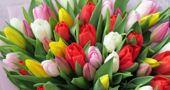 тюльпаны 8 марта 2020 года